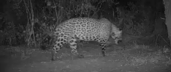 Histórica condena en Formosa por matar a un yaguareté